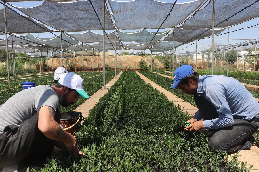 Gaziantep’te Bahçecilik Subtropik Fidan Yetiştiriciliği Mesleğinde Eğitim Kursu Açıldı